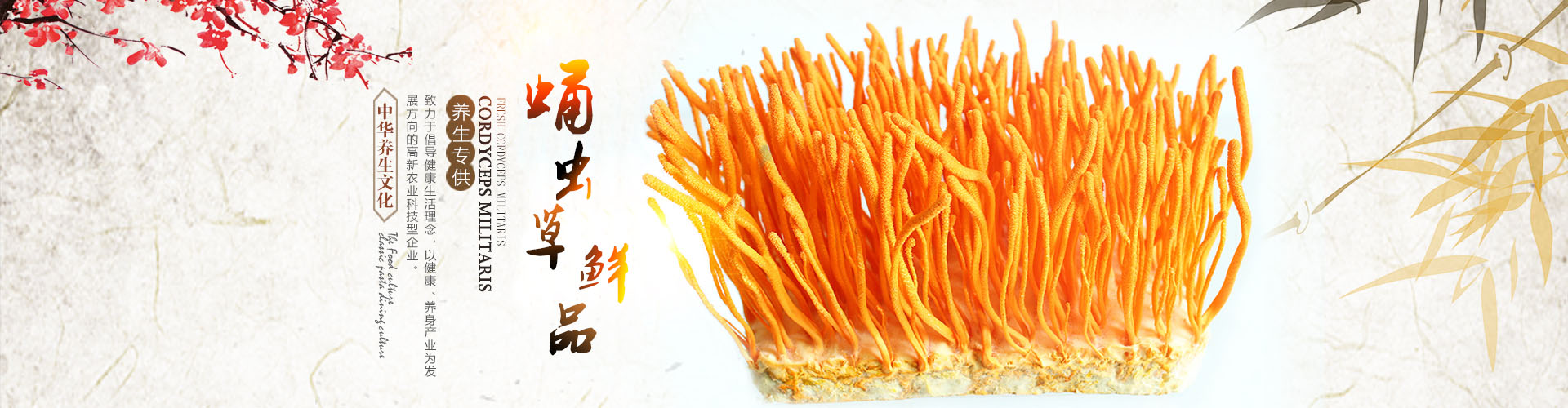 湖南金芙農(nóng)業(yè)科技有限公司_羊肚菌|蛹蟲草鮮品|蛹蟲草干品|蟲草超微粉|蟲草酒哪里好